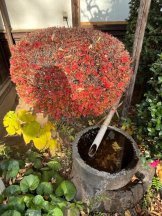 Felice(フェリス) - みどりの女の子ブログ画像