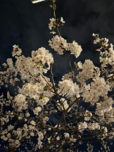 Felice(フェリス) - みどりの女の子ブログ画像