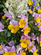 Felice(フェリス) - みどりの女の子ブログ画像