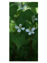 Felice(フェリス) - えなの女の子ブログ画像