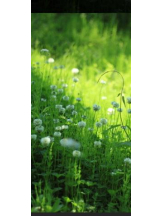 Felice(フェリス) - えなの女の子ブログ画像