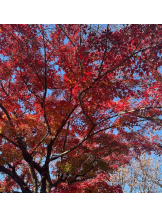 Felice(フェリス) - えなの女の子ブログ画像