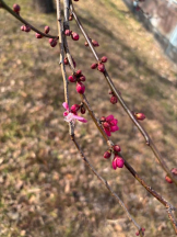 Felice(フェリス) - えなの女の子ブログ画像