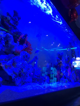 龍宮城 - かれんの女の子ブログ画像