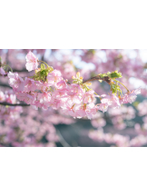 龍宮城 - かれんの女の子ブログ画像