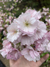 Ronno - なみの女の子ブログ画像