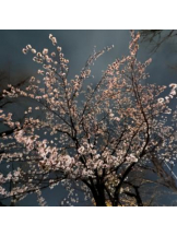 武蔵小杉 シュシュ - せらの女の子ブログ画像