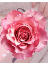 武蔵小杉 シュシュ - せらの女の子ブログ画像