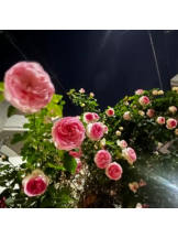 武蔵小杉 シュシュ - せらの女の子ブログ画像