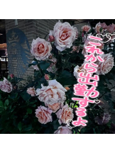 武蔵小杉 シュシュ - せらの女の子ブログ画像