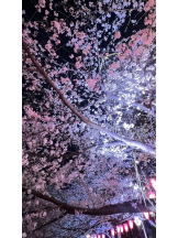 武蔵小杉 シュシュ - せらの女の子ブログ画像