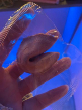 武蔵小杉 シュシュ - るいの女の子ブログ画像