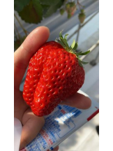 武蔵小杉 シュシュ - るいの女の子ブログ画像