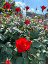 武蔵小杉 シュシュ - ゆうの女の子ブログ画像