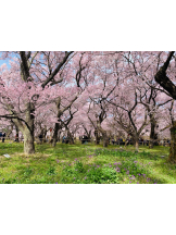 キュンキュン - らんの女の子ブログ画像