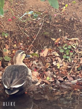 Felice(フェリス) - しずくの女の子ブログ画像