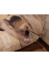 Felice(フェリス) - しずくの女の子ブログ画像