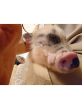 Felice(フェリス) - しずくの女の子ブログ画像