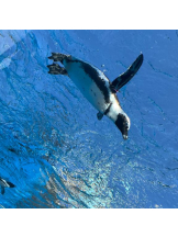 Felice(フェリス) - しずくの女の子ブログ画像