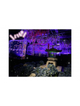 CLUB PLATINUM - るかの女の子ブログ画像