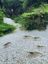 rejas(レジャス) - みあの女の子ブログ画像