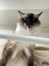 rejas(レジャス) - みあの女の子ブログ画像