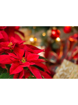 rejas(レジャス) - みあの女の子ブログ画像