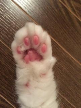 Felice(フェリス) - さなの女の子ブログ画像