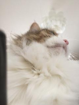 Felice(フェリス) - さなの女の子ブログ画像