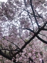 Felice(フェリス) - さなの女の子ブログ画像