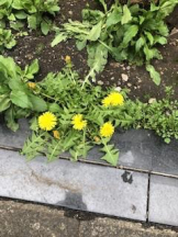 Felice(フェリス) - さなの女の子ブログ画像