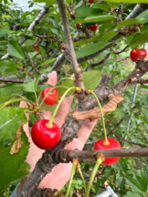 Felice(フェリス) - まゆの女の子ブログ画像