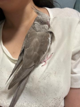 Felice(フェリス) - まゆの女の子ブログ画像