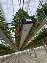 Felice(フェリス) - まゆの女の子ブログ画像