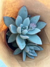 Felice(フェリス) - みおの女の子ブログ画像