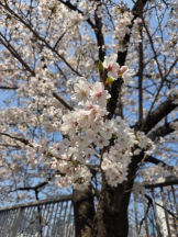 Felice(フェリス) - みおの女の子ブログ画像