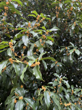 渋谷 FLAMINGO - なつめの女の子ブログ画像