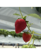 渋谷 FLAMINGO - なつめの女の子ブログ画像