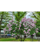 バービー - まきの女の子ブログ画像