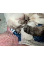 生乳 - ひなみの女の子ブログ画像