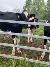 Mandarin Club - ゆうの女の子ブログ画像