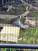 Mandarin Club - ゆうの女の子ブログ画像