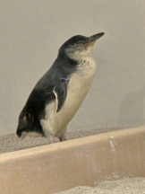 リアーナ - りんの女の子ブログ画像