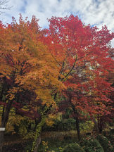 リアーナ - りんの女の子ブログ画像