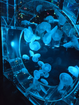 リアーナ - りんの女の子ブログ画像