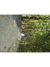 リアーナ - りんの女の子ブログ画像