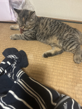 あふたーすくーる - るいの女の子ブログ画像
