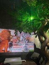 まいっちんぐ - さき先生の女の子ブログ画像