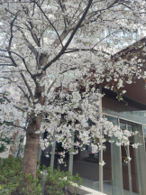 はだえぷ - ななせの女の子ブログ画像