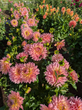 サッポロ ガーデン - みずきの女の子ブログ画像